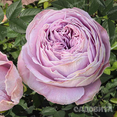 Роза спрей Блоссом баблс Садовита