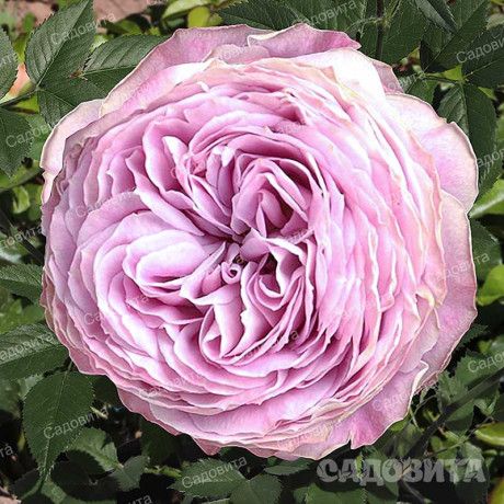 Роза спрей Блоссом баблс Садовита