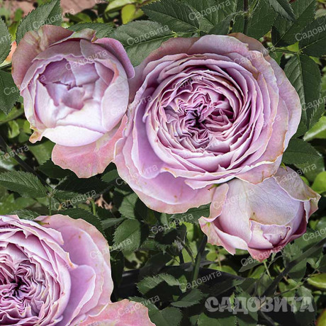 Роза спрей Блоссом баблс Садовита