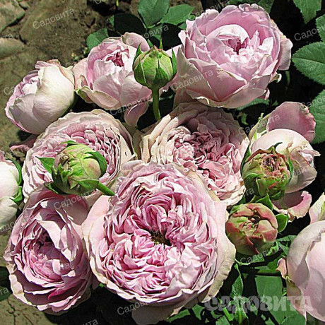 Роза спрей Блоссом баблс Садовита