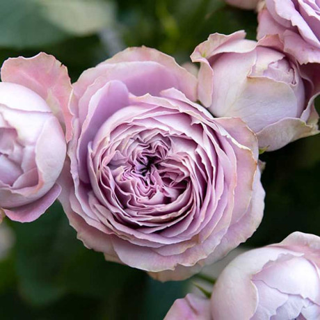 Роза спрей Блоссом баблс Садовита