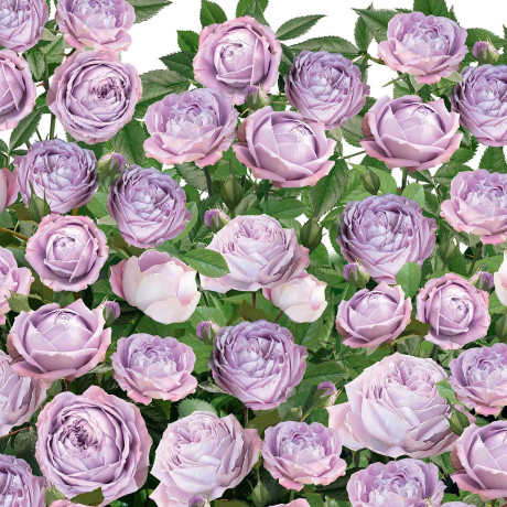 Роза спрей Блоссом баблс Садовита