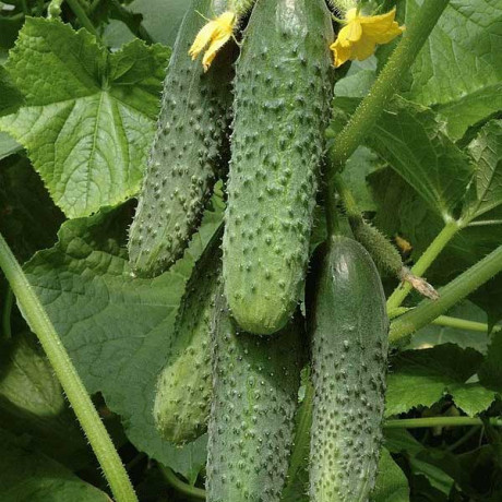 Огурец Кураж 1000 шт Гавриш Ц