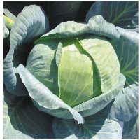 Капуста Ларсия белокочанная (2500 шт) Маринда /Seminis