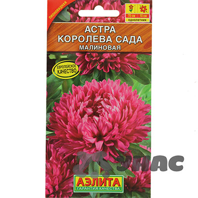 Астра Королева Сада малиновая Аэлита Ц