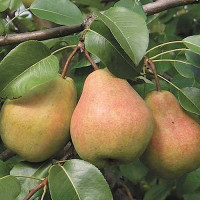 Груша Велеса Садовита