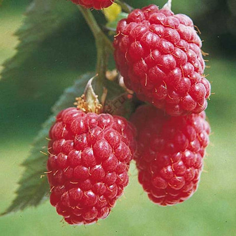 Малина Красная Королева Садовита