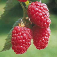 Малина Красная Королева Садовита