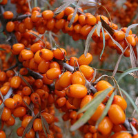 Облепиха Жемчужина (Жемчужница) Садовита