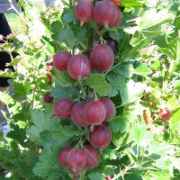 Крыжовник Краснославянский Садовита