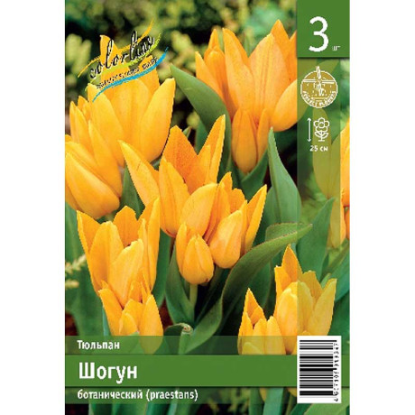 Тюльпан Шогун 7/8 3 шт