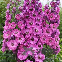 Дельфиниум Астолат многол. НК Ц