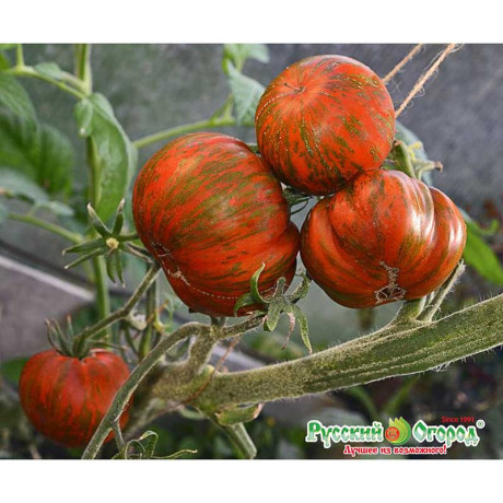 Семена Томат Шоколадный полосатый Русский Огород