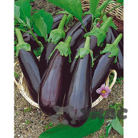 Баклажан Рома (Нидерланды)Каприс