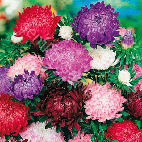 Астра Смесь пионовидная Семко Ц