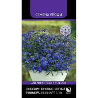 Лобелия Ривьера Миднайт Блю Поиск Ц