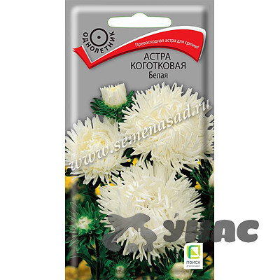 Астра Белая коготковая Поиск Ц
