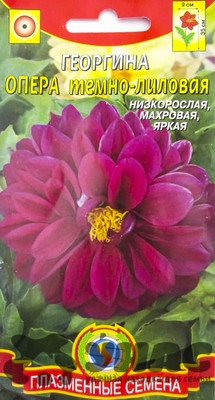 Георгин Опера Темно-лиловый Плазма Ц