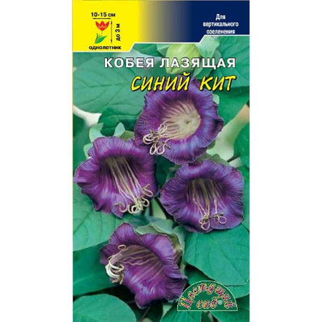 Кобея Синий Кит вьющ. ЦветСад Ц