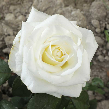 Роза чайно-гибридная Анастасия Садовита