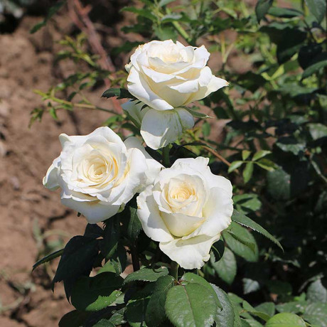 Роза чайно-гибридная Анастасия Садовита