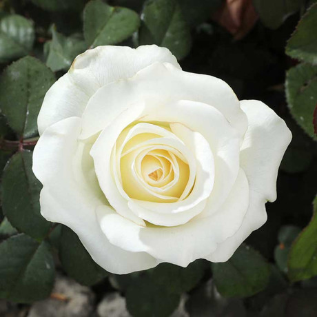 Роза чайно-гибридная Анастасия Садовита