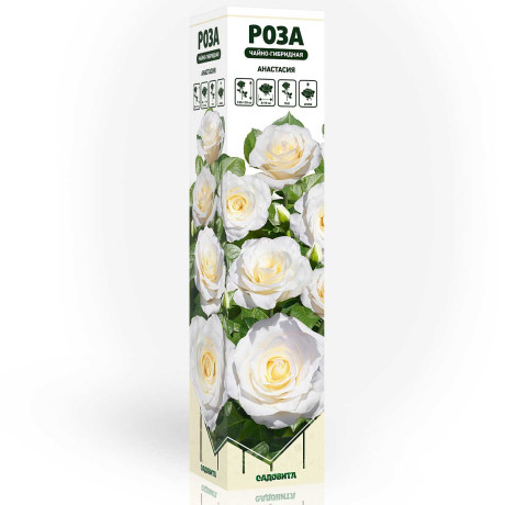 Роза чайно-гибридная Анастасия Садовита