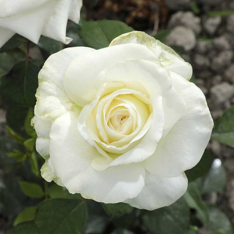 Роза чайно-гибридная Анастасия Садовита