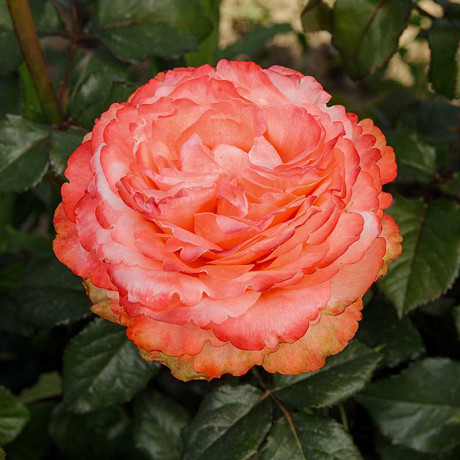 Роза чайно-гибридная Кахала Садовита