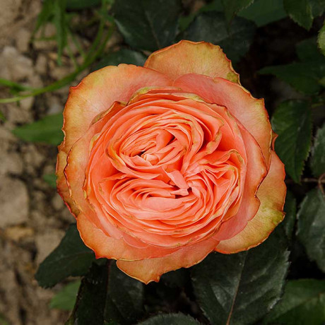 Роза чайно-гибридная Кахала Садовита