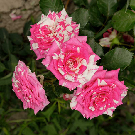 Роза спрей Арроу фолиес Садовита