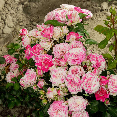 Роза спрей Арроу фолиес Садовита