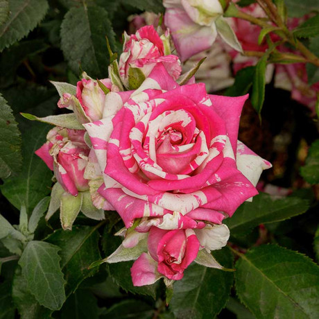 Роза спрей Арроу фолиес Садовита