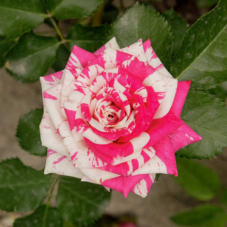 Роза спрей Арроу фолиес Садовита