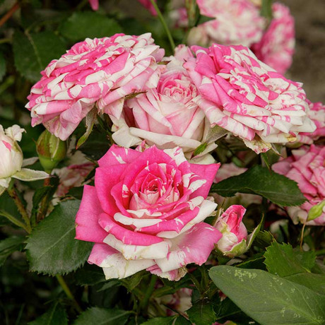 Роза спрей Арроу фолиес Садовита