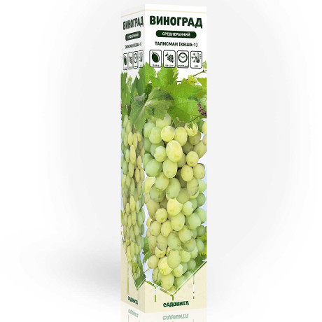 Виноград Талисман (Кеша-1) среднеранний Садовита