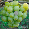 Виноград Талисман (Кеша-1) среднеранний Садовита