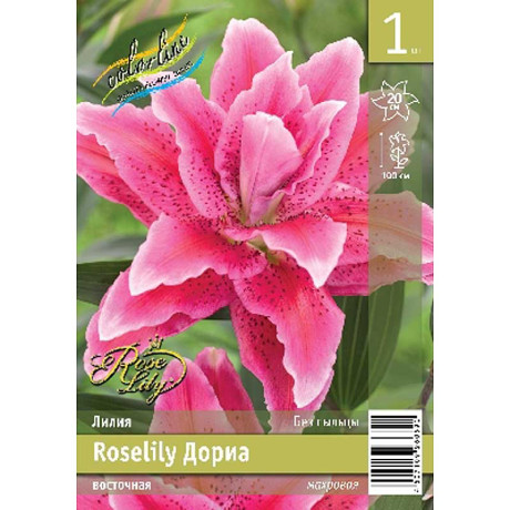 Лилия Roselily Дориа 12/14 1 шт