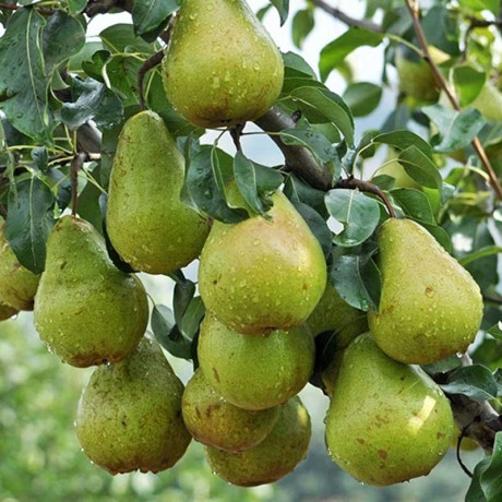 Груша Просто Мария Садовита