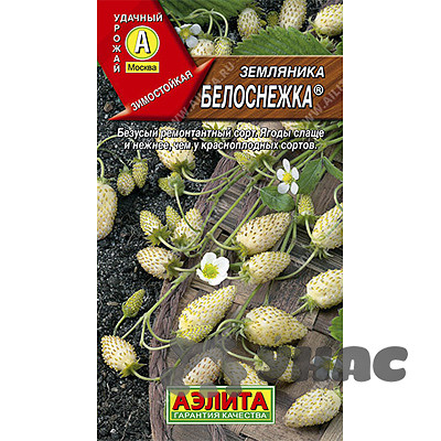 Земляника Белоснежка Аэлита Ц