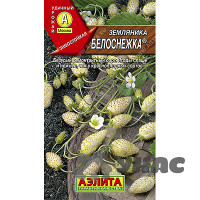Земляника Белоснежка Аэлита Ц