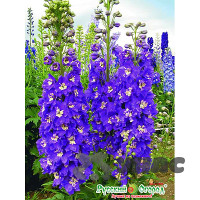 Дельфиниум Король Артур НК Ц