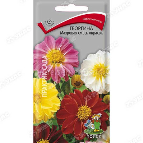 Георгин Махровая смесь Поиск Ц