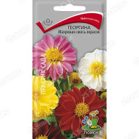 Георгин Махровая смесь Поиск Ц