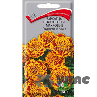 Бархатцы Двухцветный Гигант махр. Поиск Ц