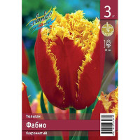 Тюльпан Флэминг Клаб (многоцветковый) - многолетнее луковичное растение высотой 45 - 55 см с необычными завораживающими цветками диаметром 8 см. На одном стебле развивается от 3 до 6 цветоносов. Кремовые цветки с Тюльпан Тюльпан Фабио 11/12 3 шт