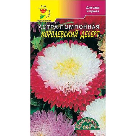 Астра Десерт Королевский помпон. ЦветСад Ц