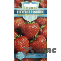 Клубника  Гигант русский Гавриш Ц