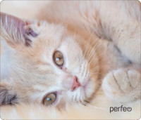 Perfeo Коврик для комп. мыши "Cat", Рис.4 (350x300x3 мм), ткань+резин.основание PF_D0641