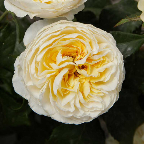 Роза шраб Беатрис (английская) Садовита